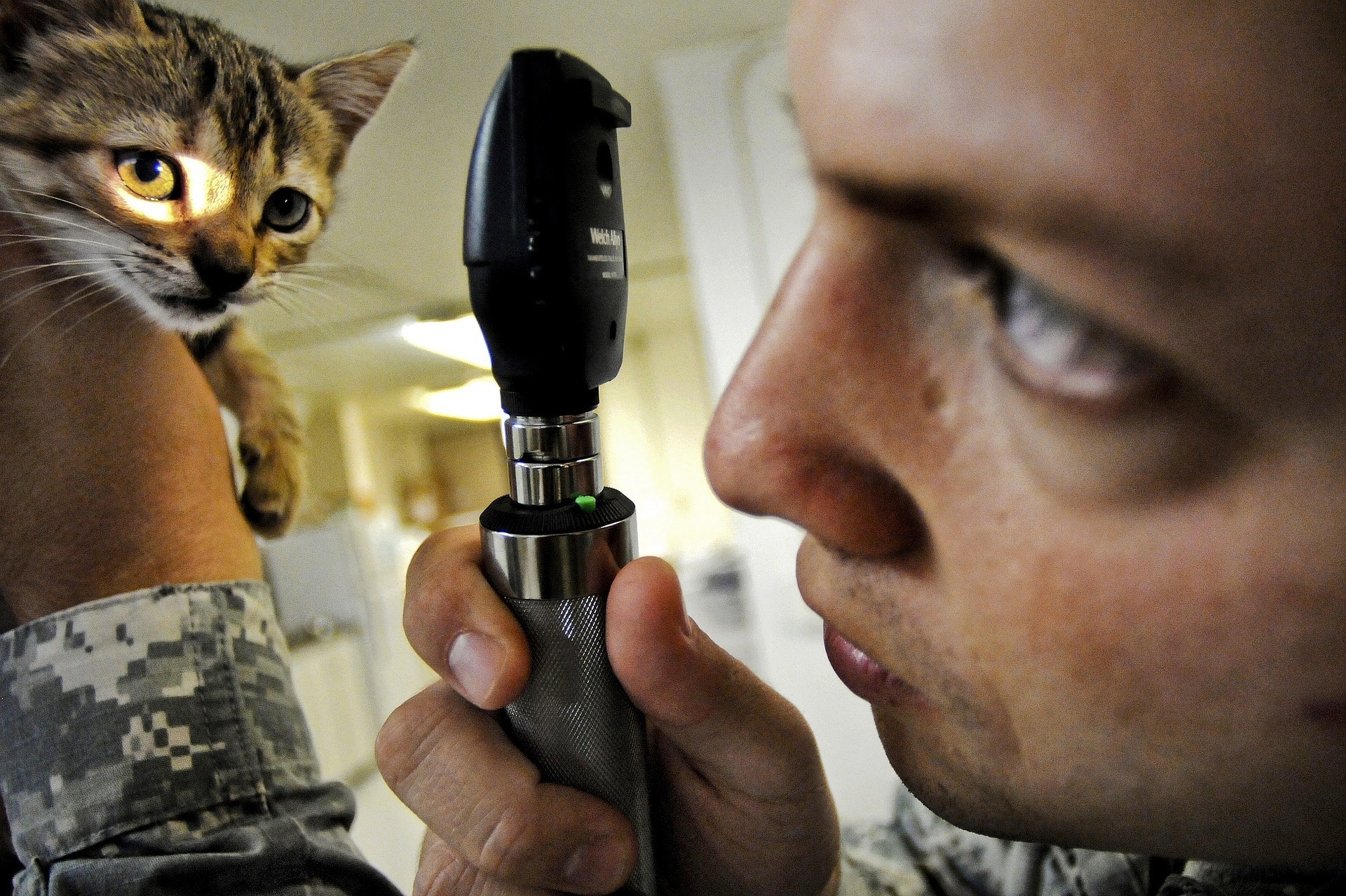 chat au centre de soins